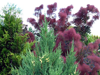 Скумпия кожевенная Пурпуриус